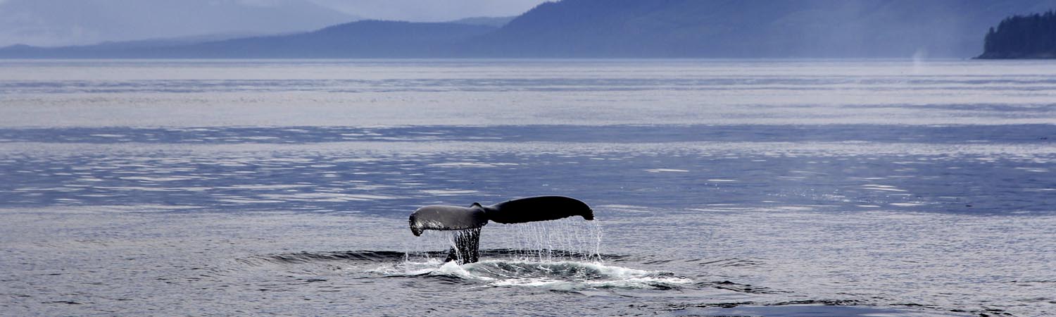 Whale watching tour near Juneau Alaska on a private yacht charter